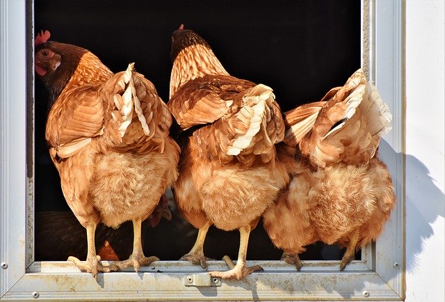 Three chickens entering a coop
