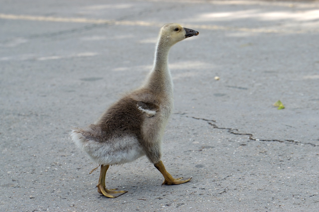 A duck crossing the road