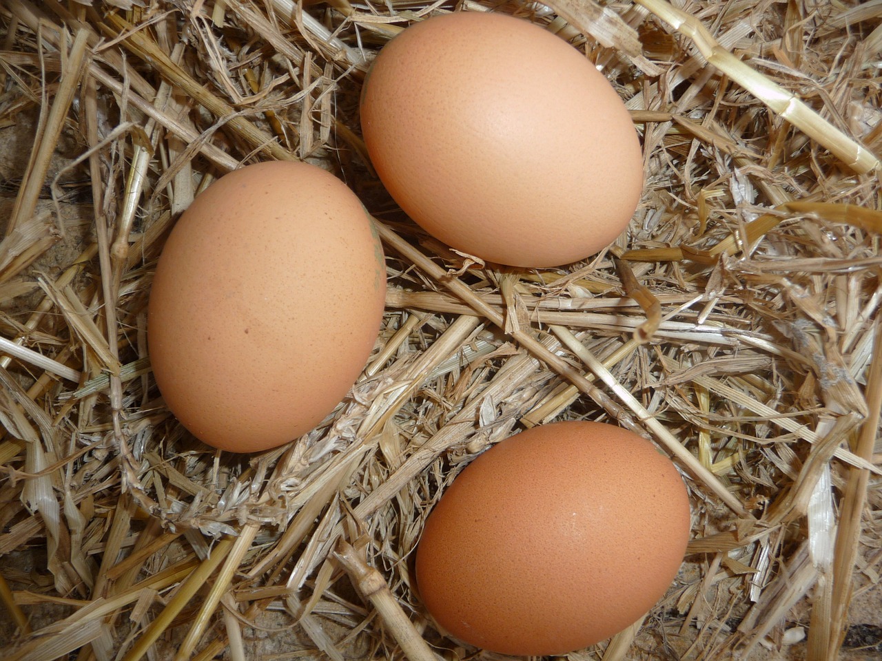 eggs in a nesting box